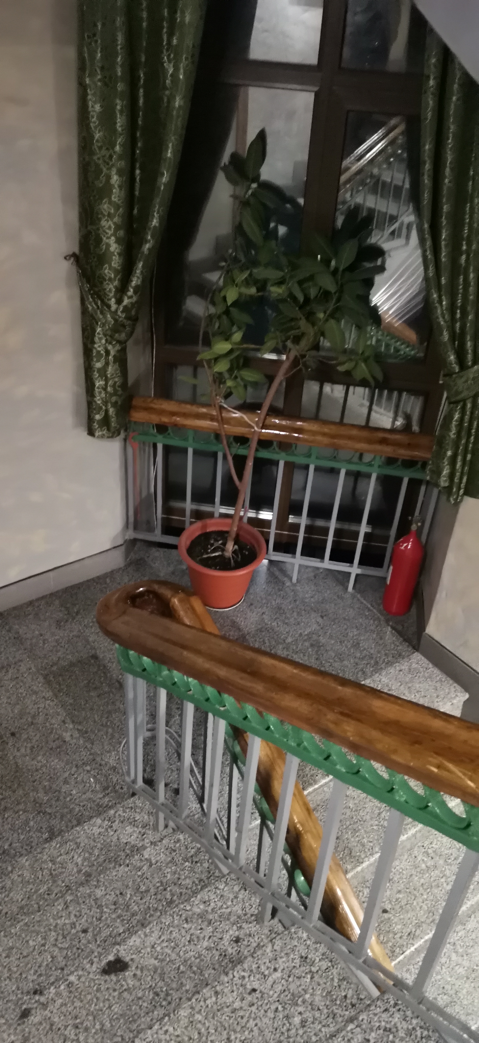 Фото Бомонд