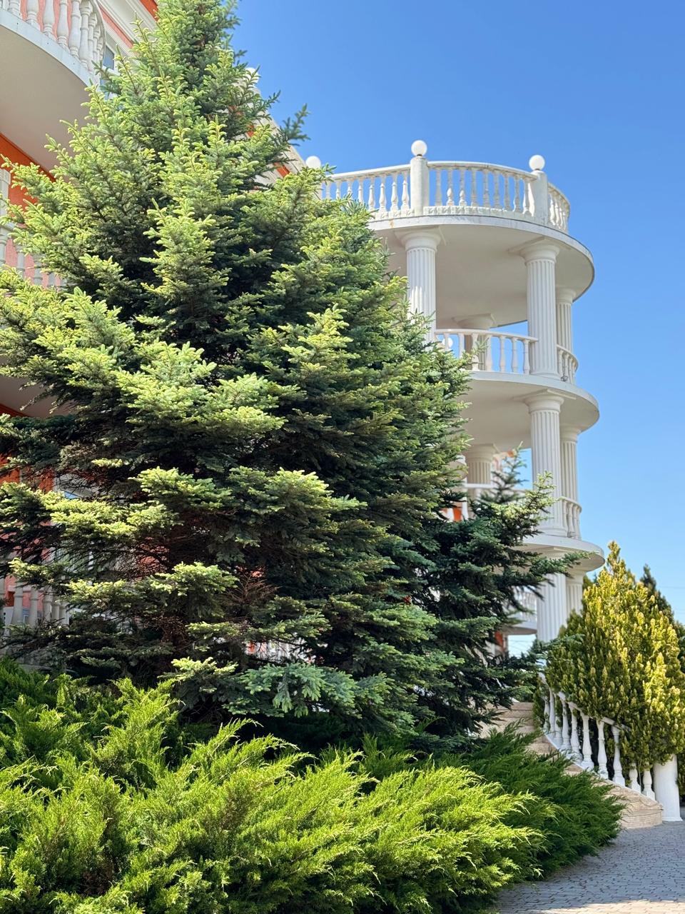 Фото Апельсин