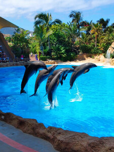 Loro Parque (Canarias, Santa Cruz de Tenerife, Puerto de la Cruz, Calle Bentor), zoo