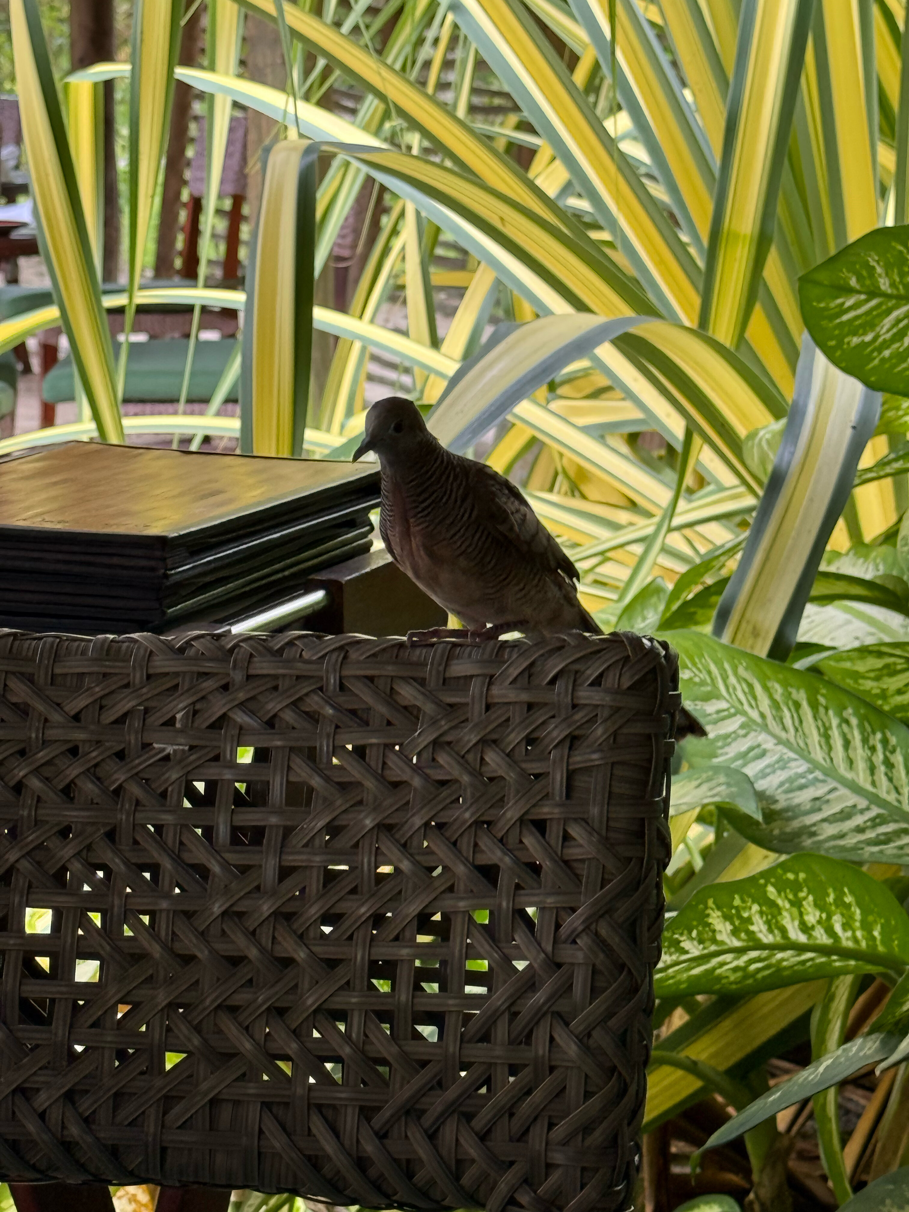 Фото Constance Ephélia