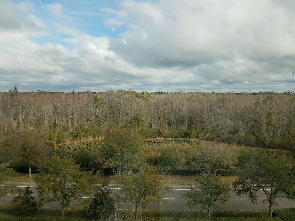 Фото Hilton Garden Inn Tampa Suncoast Parkway