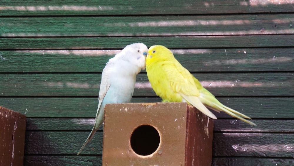 Фото Centre Algarve