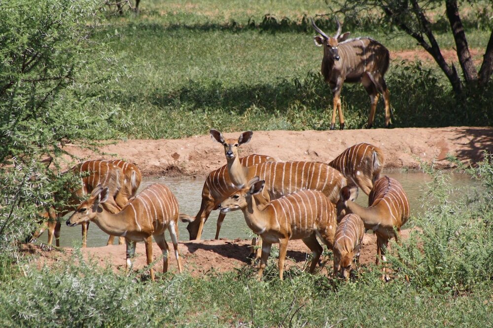 Фото Iphofolo Lodge