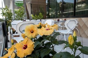 Гостиница Hotel Scarlet