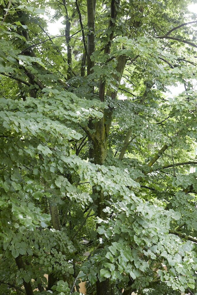 Фото Messori Suites