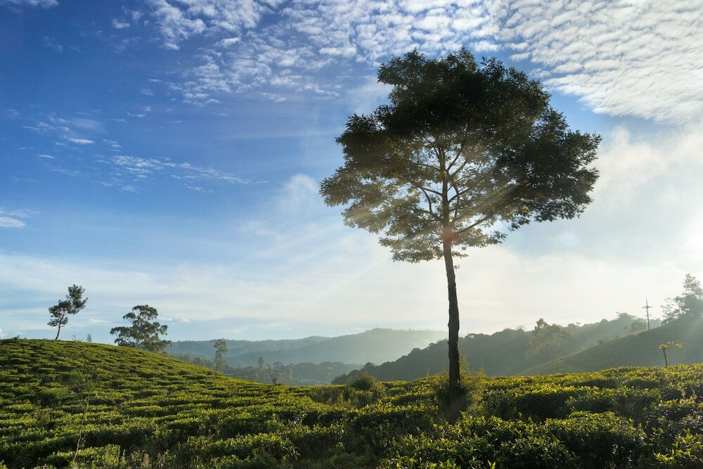 Фото Kent Cottage