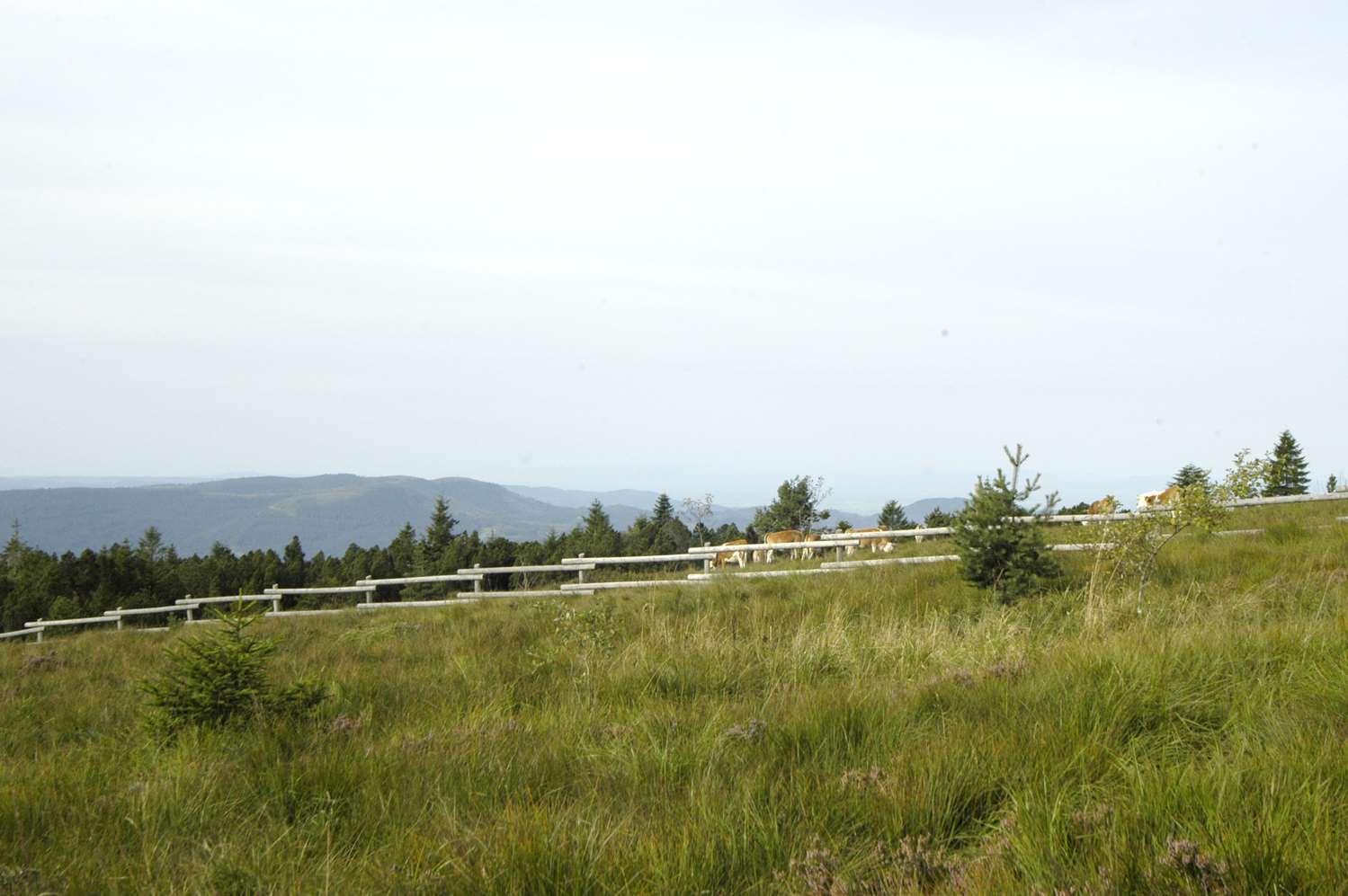 Фото Wellness- & Nationalpark Hotel Schliffkopf