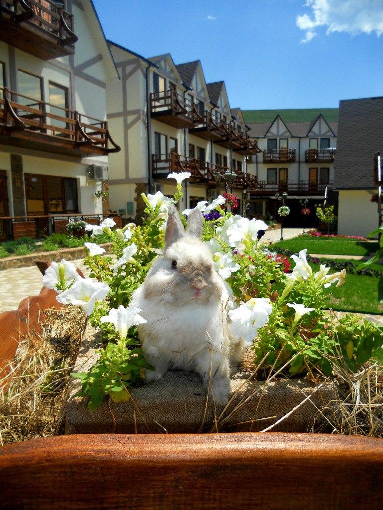 Фото Альпийская долина