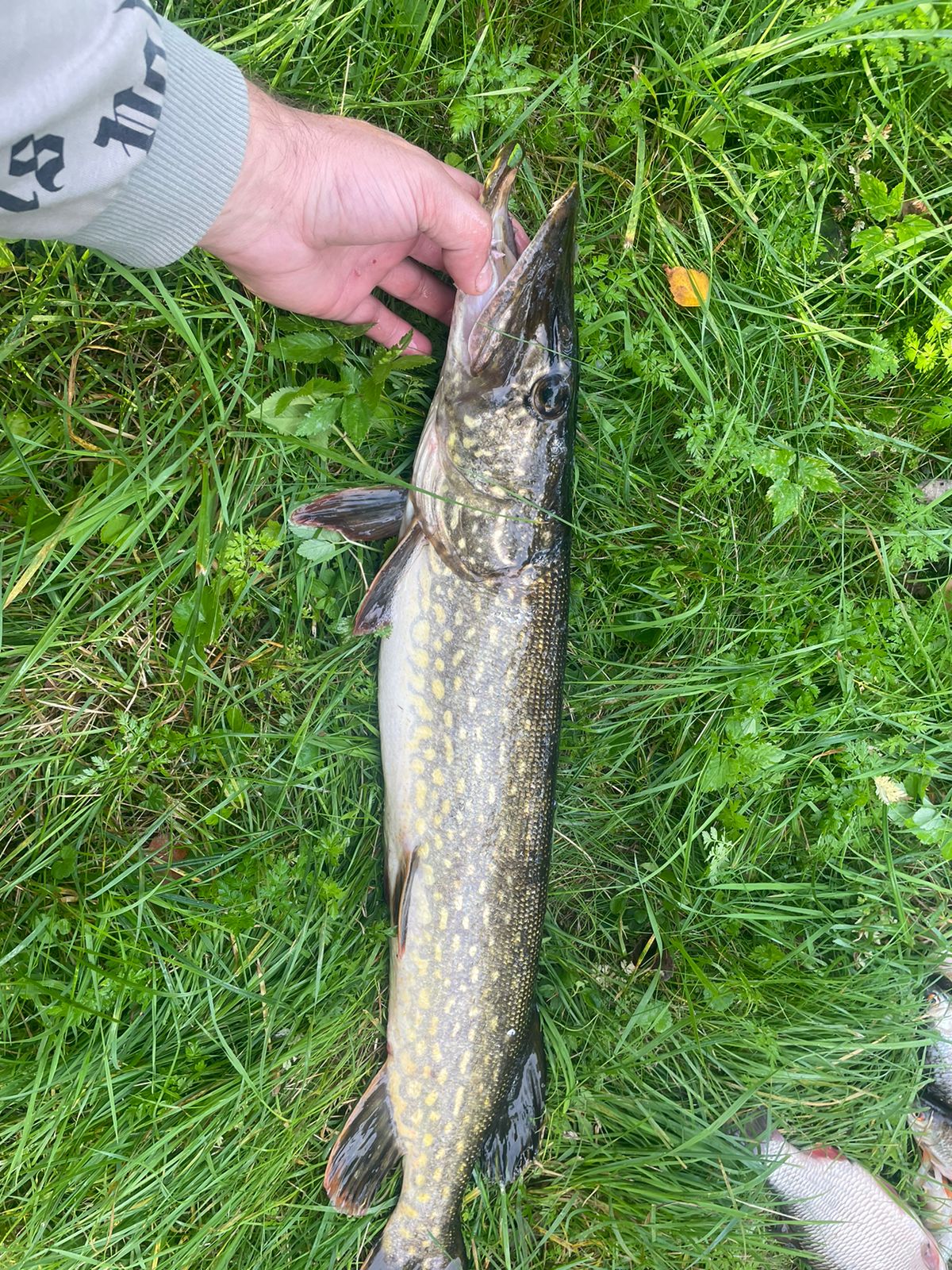 Фото Страна семи сов