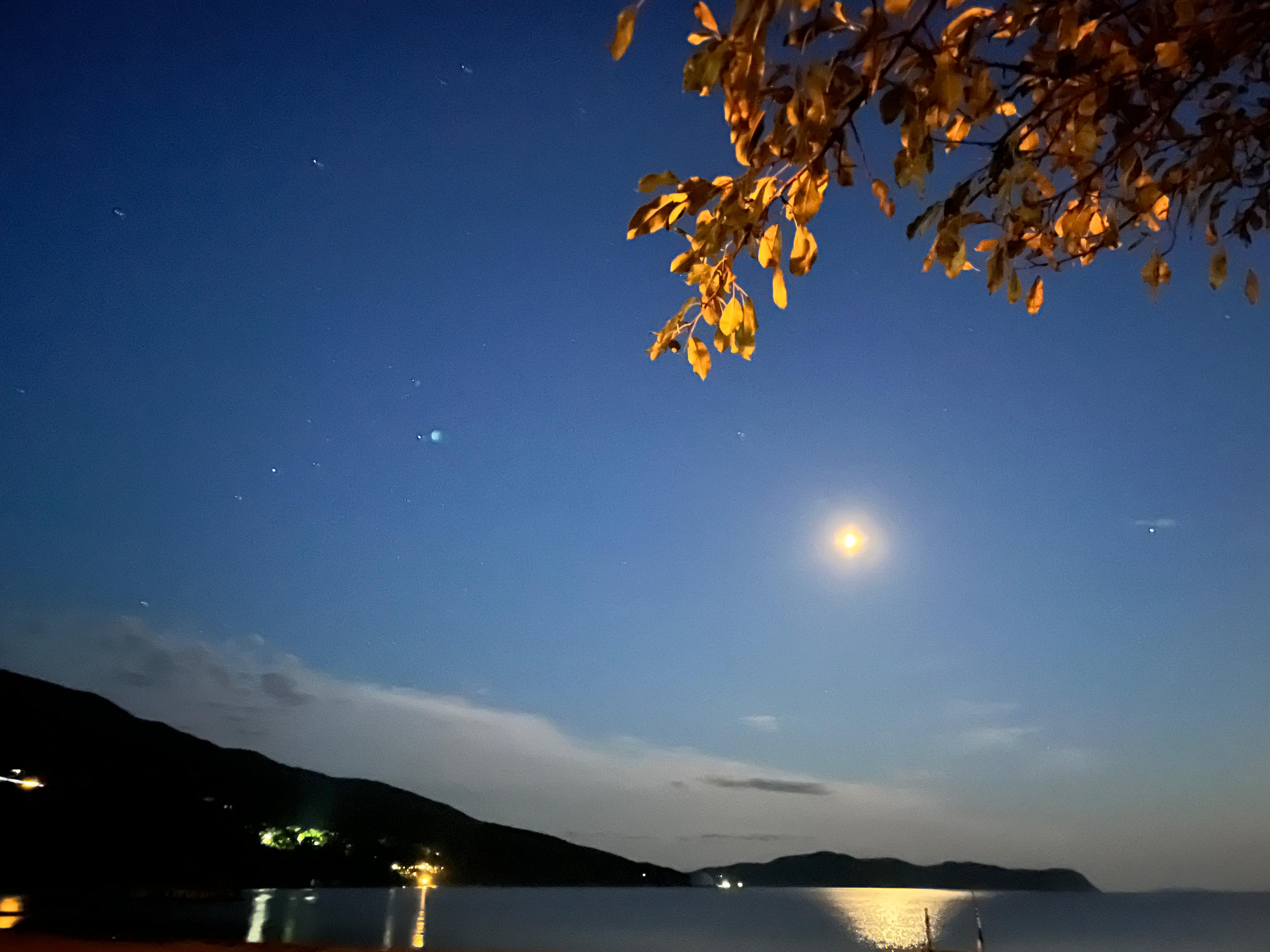 Фото Ромашка-Витязь