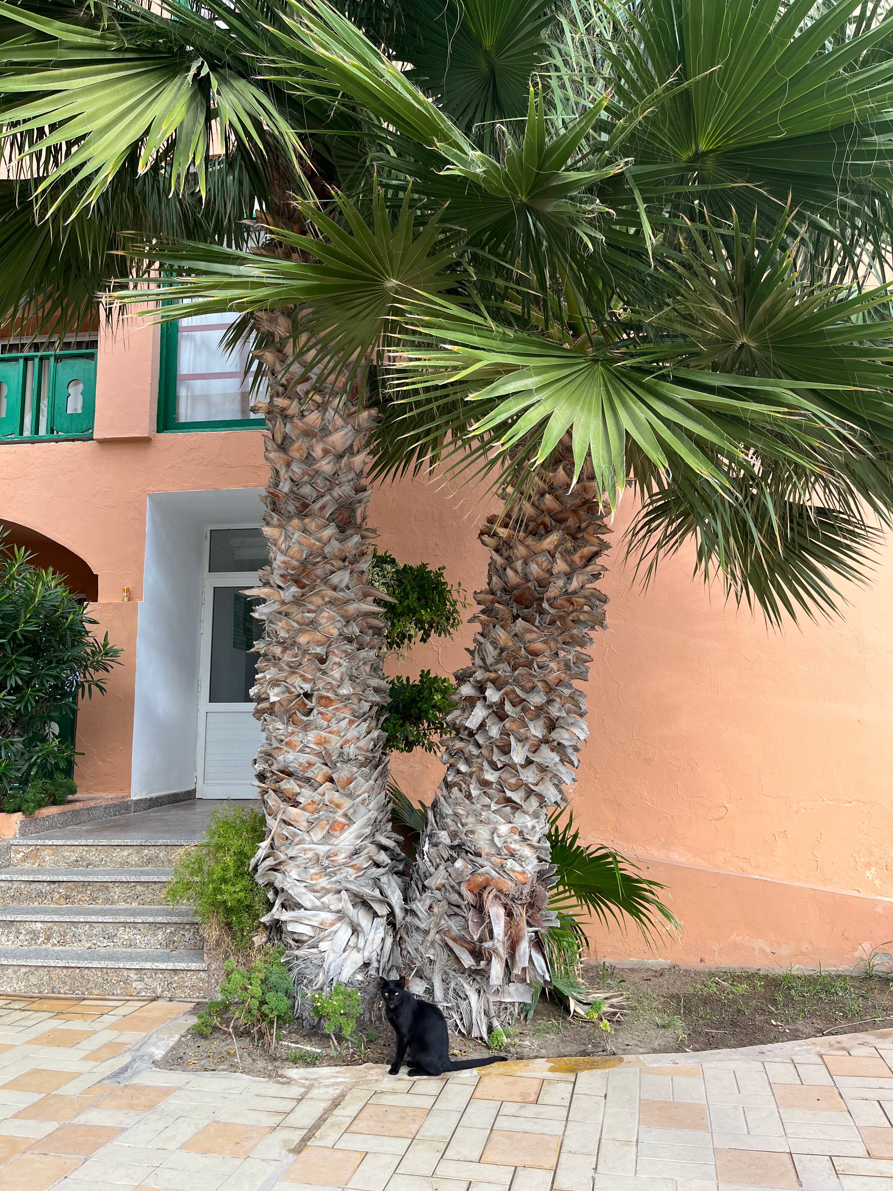 Фото Marabout