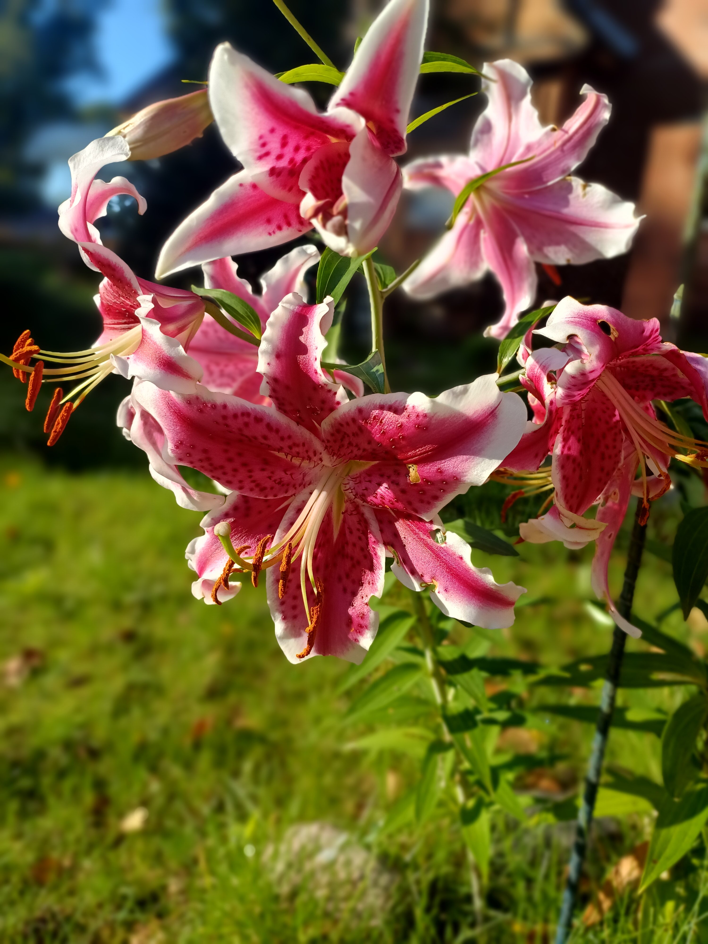 Фото Диадема Шереметьево