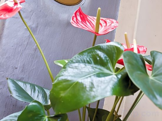 Фото Hotel Unicorno