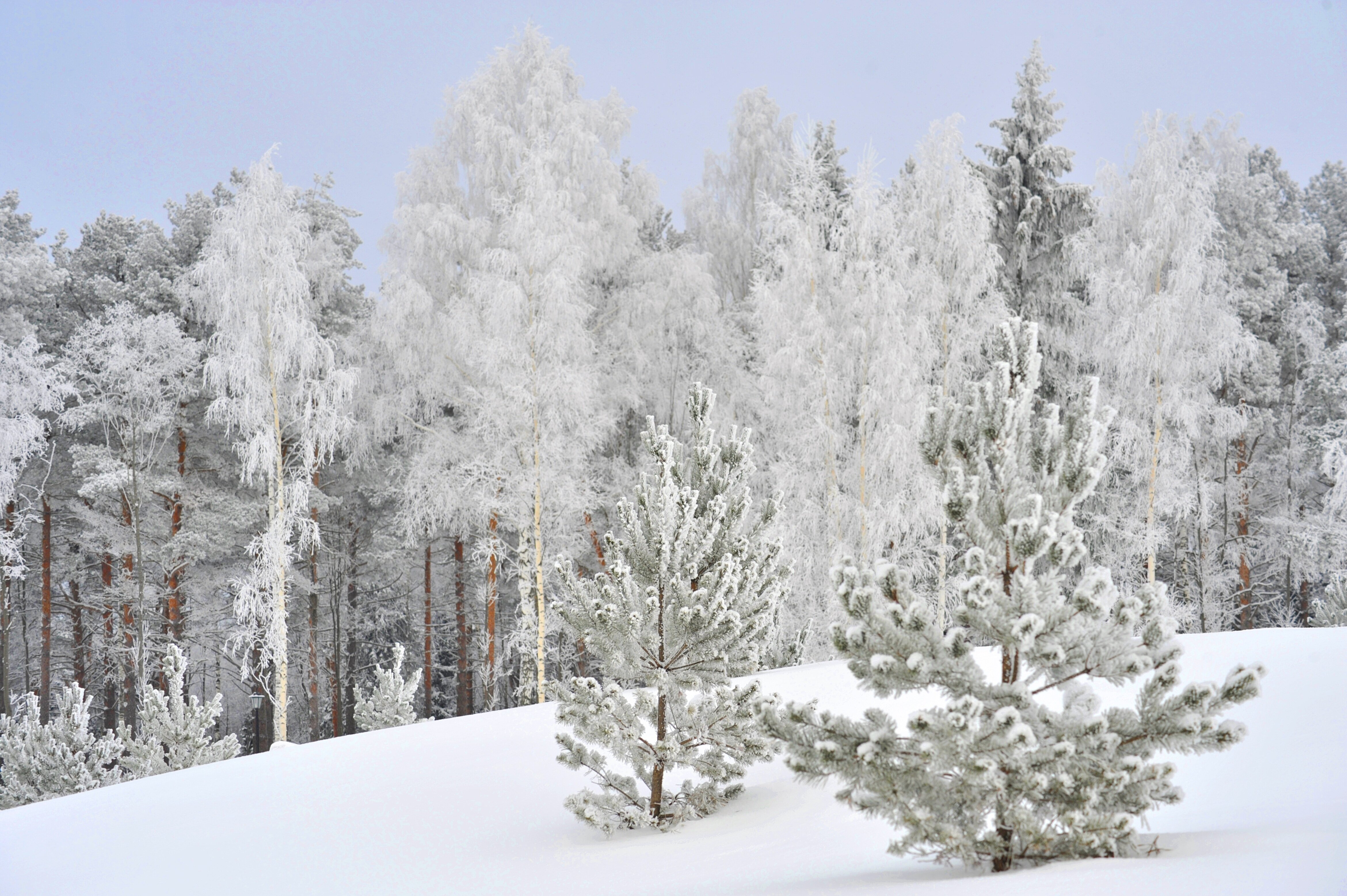 Фото Апартаменты Radisson, Завидово