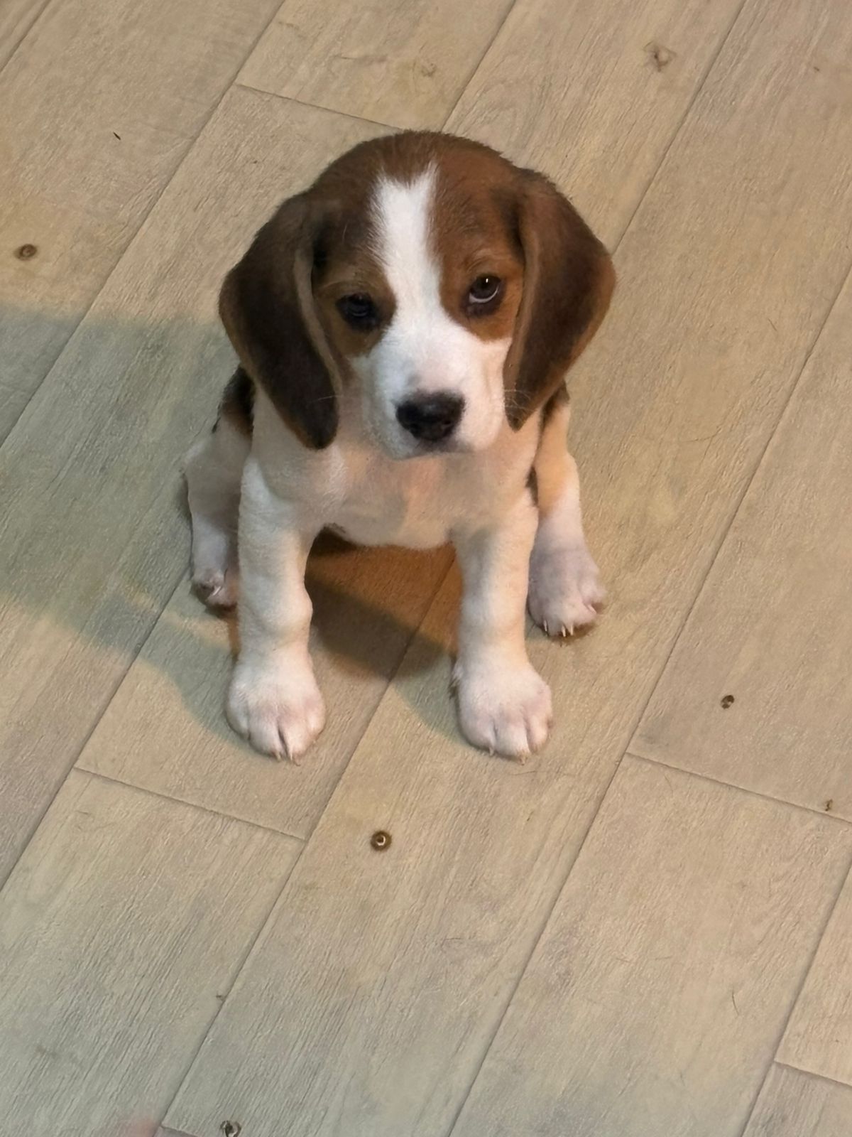 Фото Странник