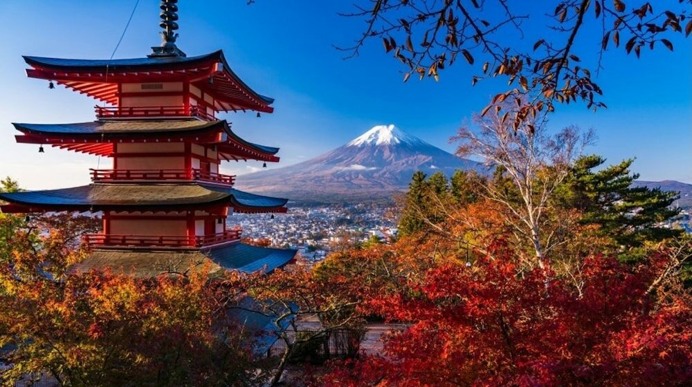 Фото Lupinus Kawaguchiko