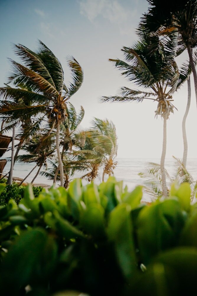 Фото Papaya Playa Project