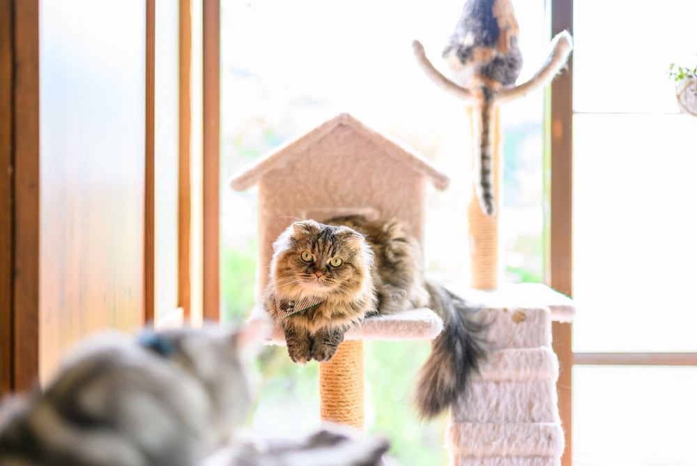 Фото Yufuin Waraneko no Yado