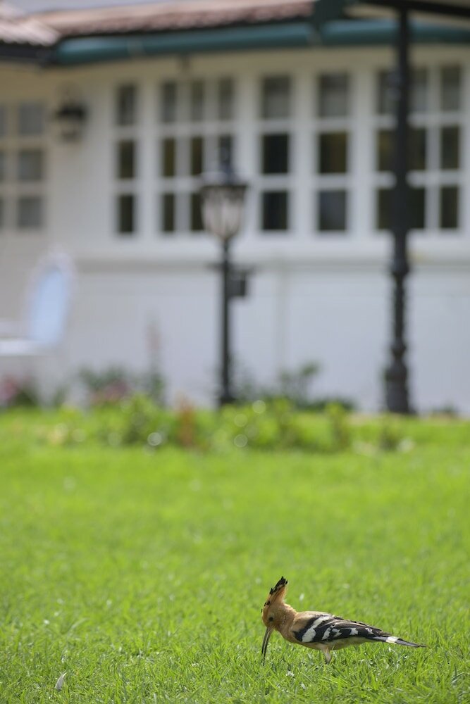 Фото Savoy - Ihcl SeleQtions