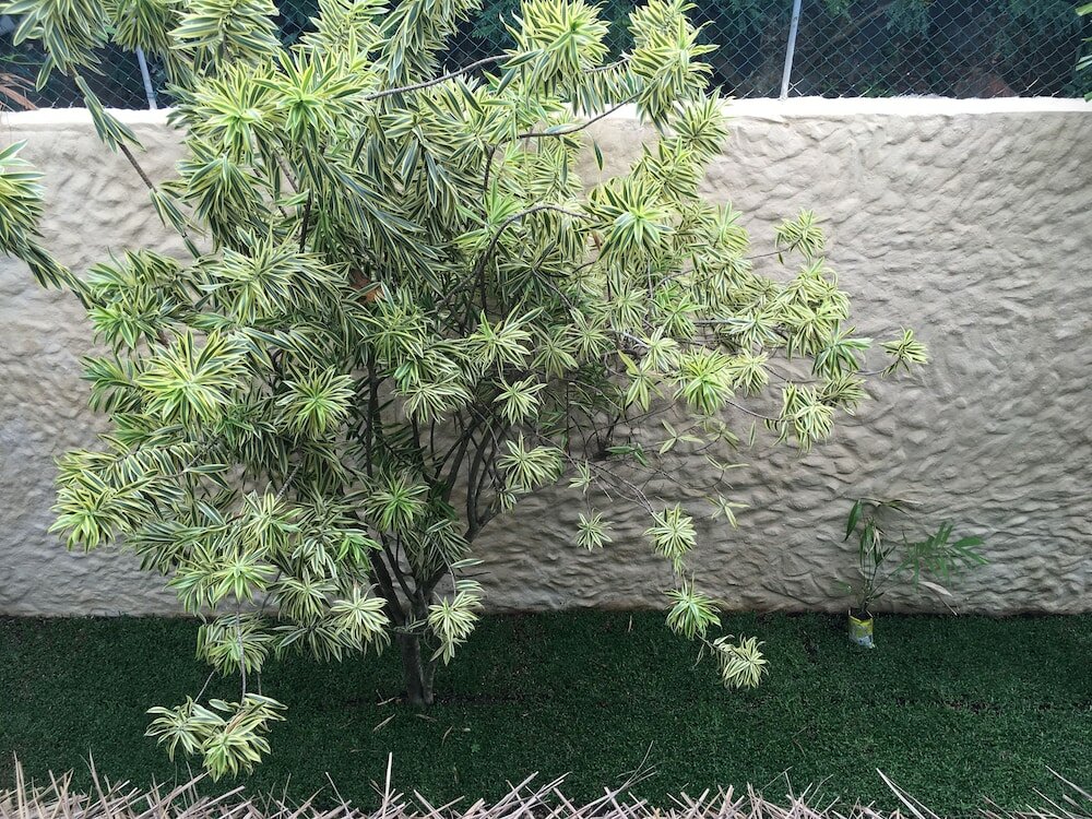 Фото Parawa House