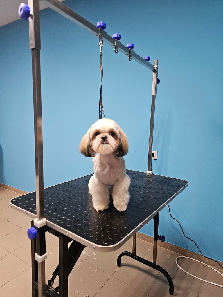 Pet salon Котопес, Bryansk, photo