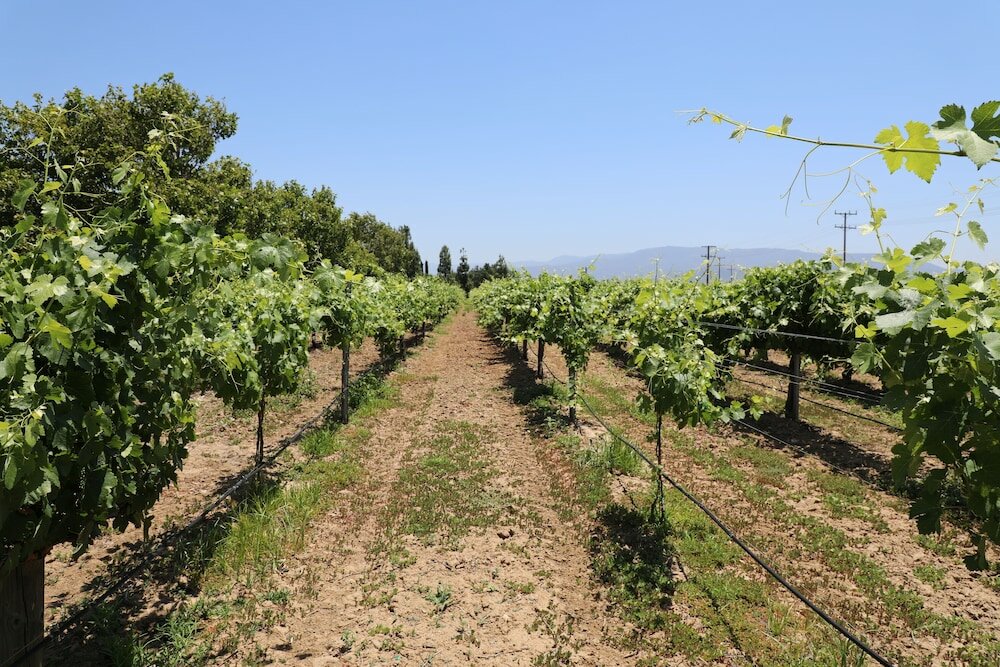 Фото South Coast Winery Resort and SPA