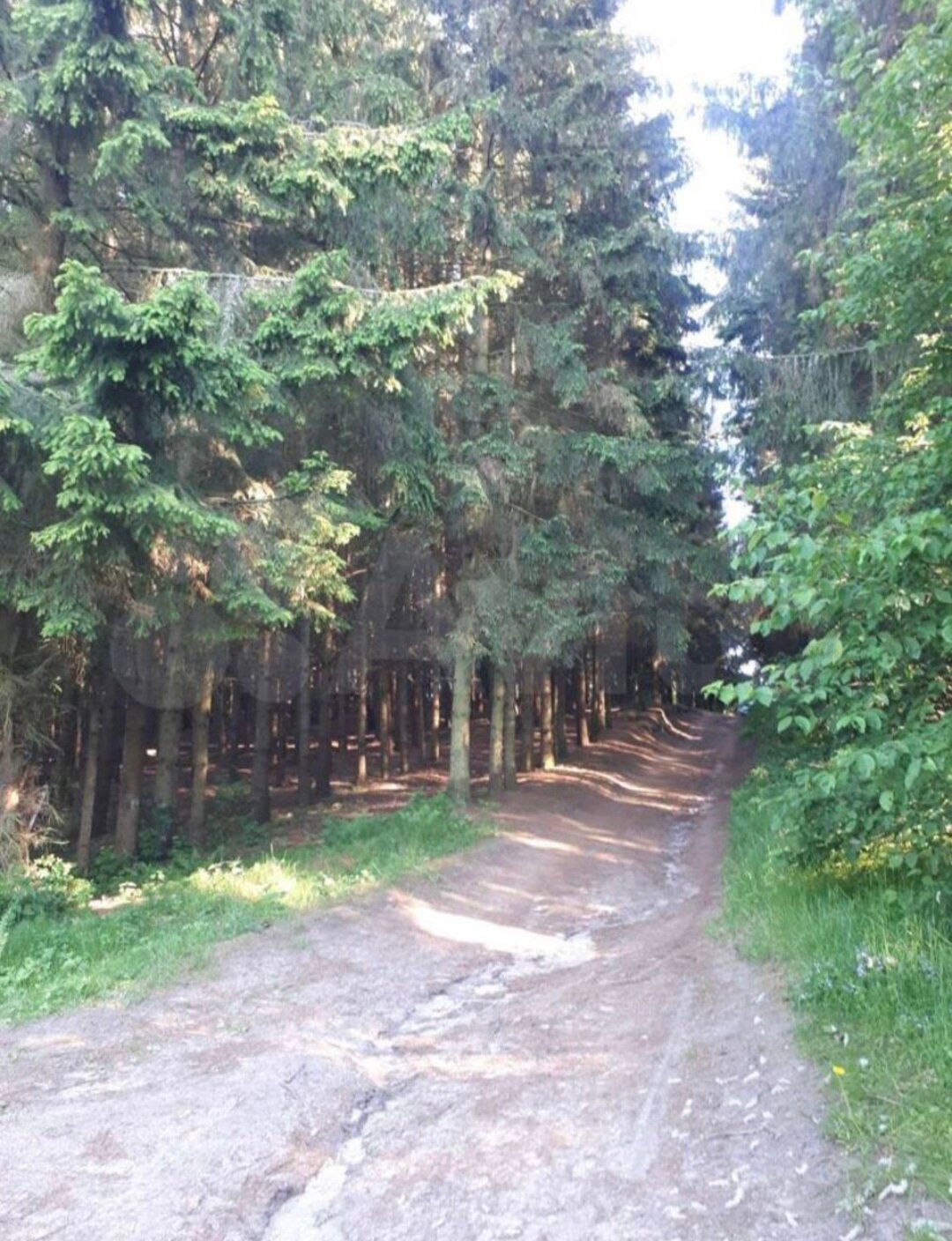 Фото Сосны, Ели и Залив