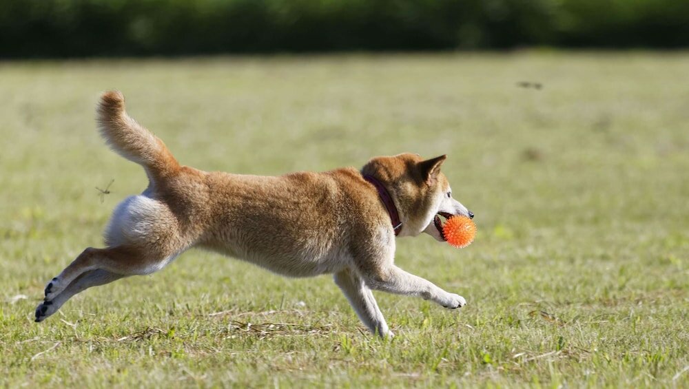 Фото Airport Waterfront Inn