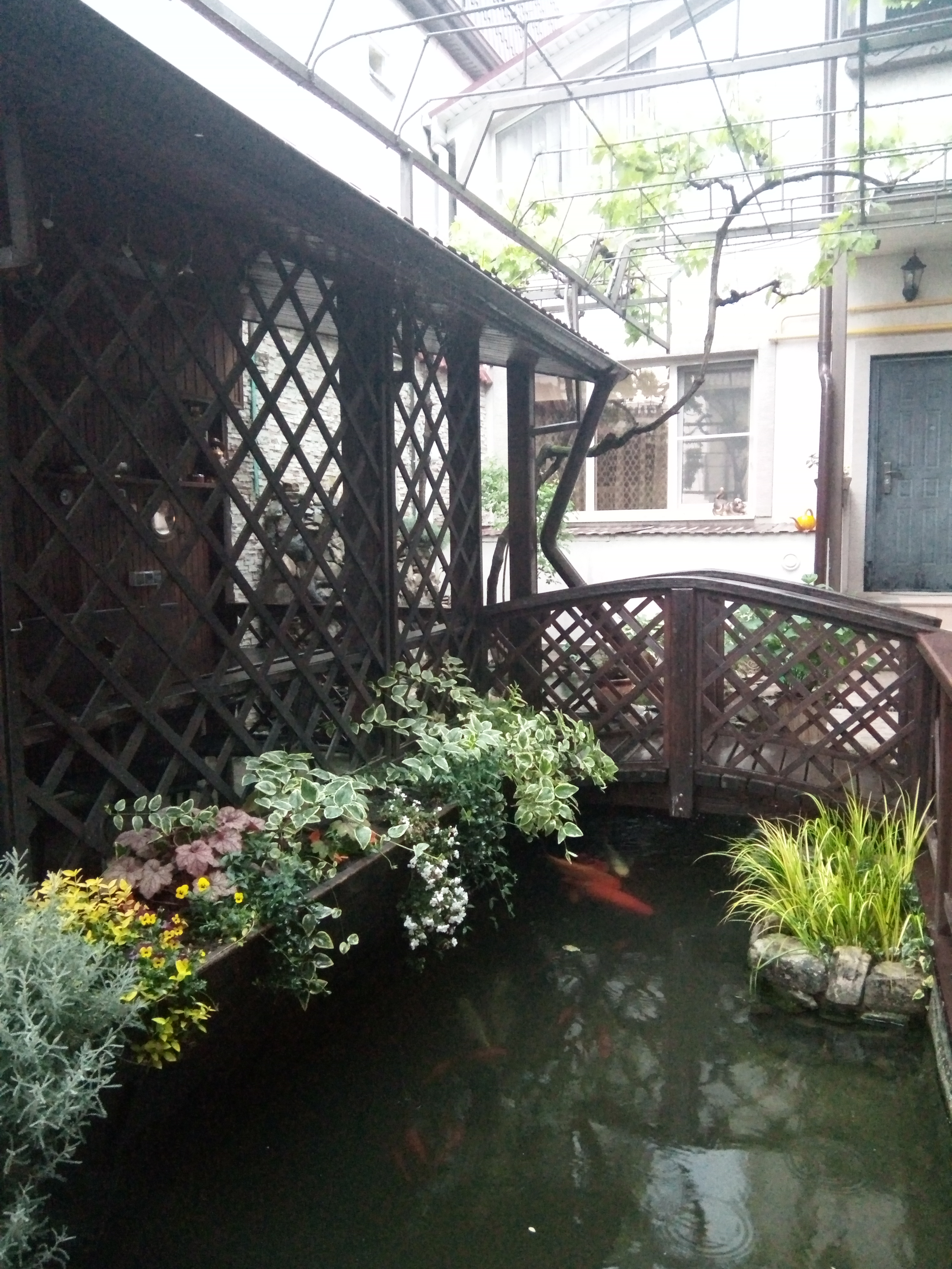 Фото Золотая рыбка