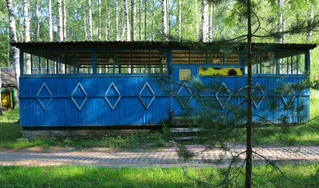 Фото Подсолнухи