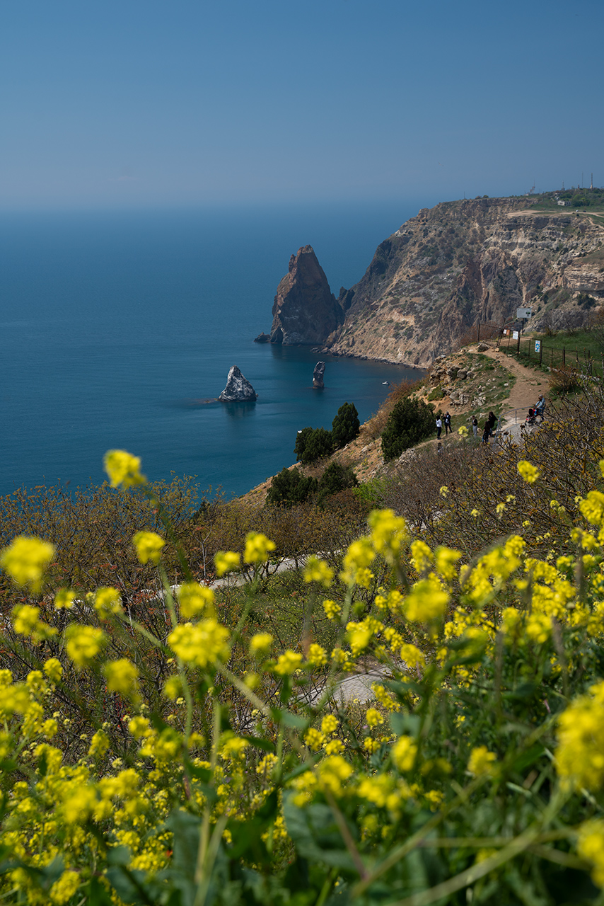 Фото Дельфин