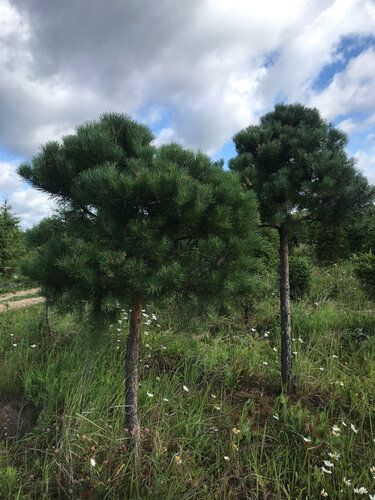 Питомник декоративных и плодовых растений Головеньки адрес телефон режим работы