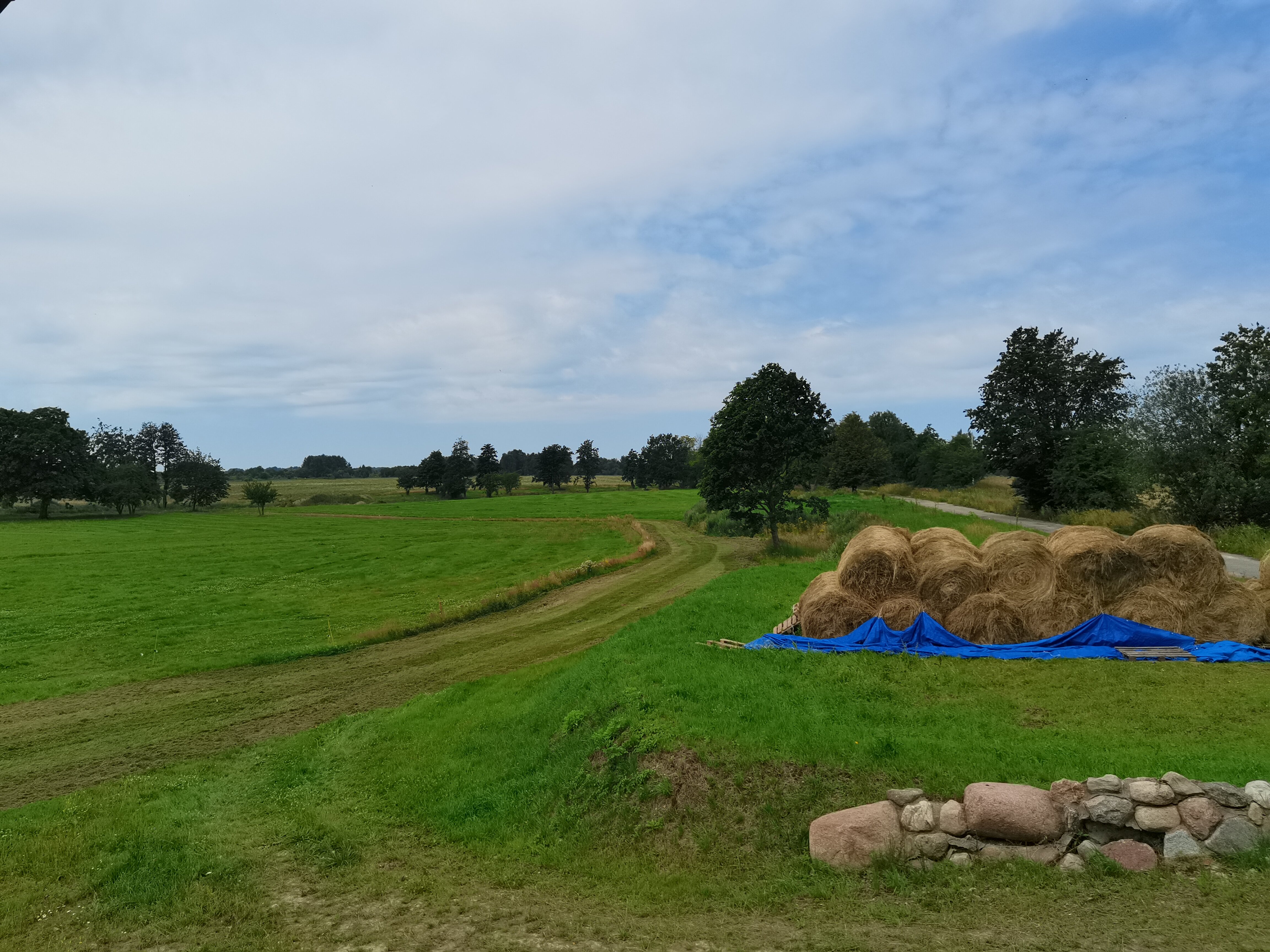 Фото Белый филин