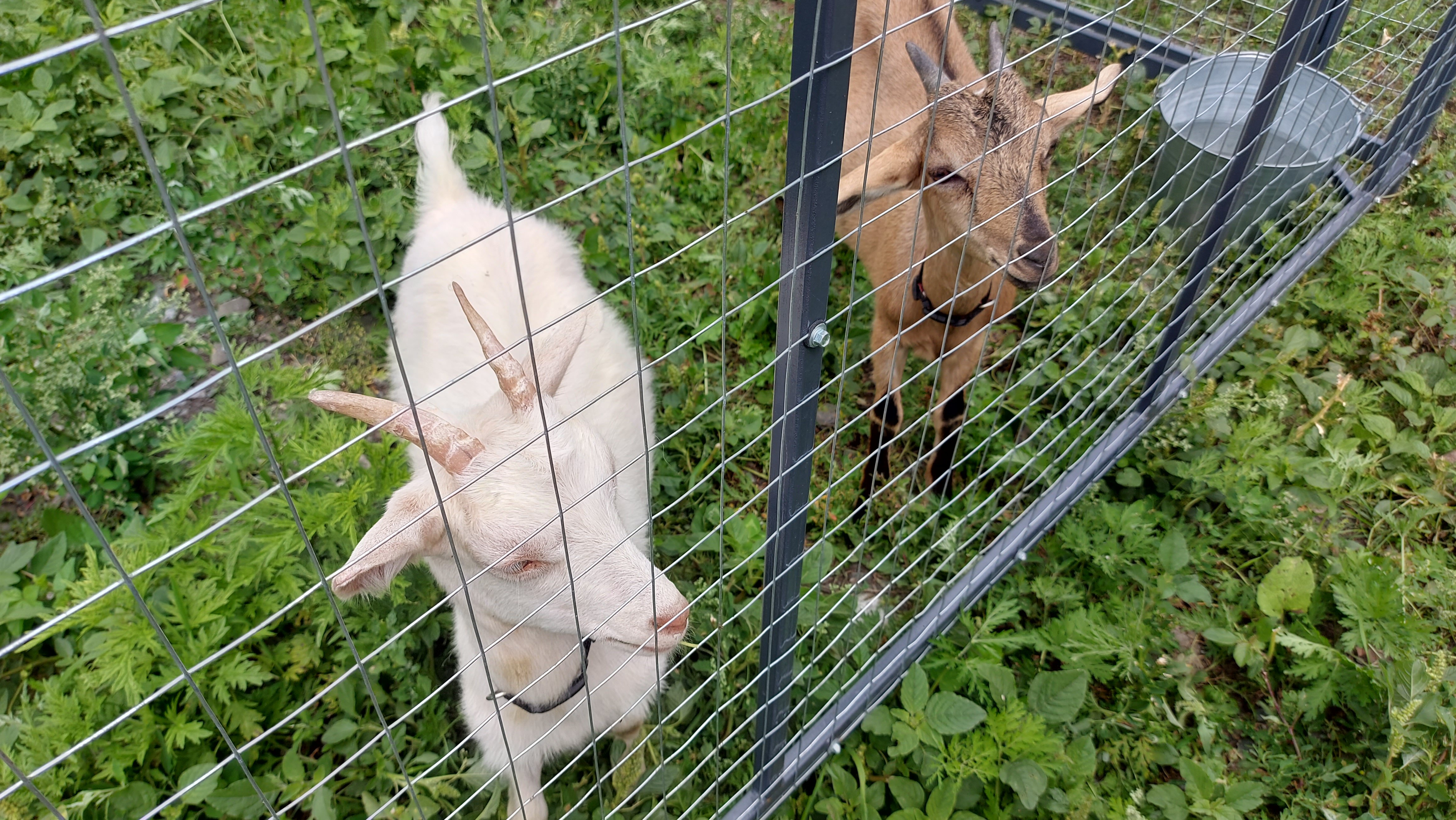 Фото Горная усадьба Altaypic