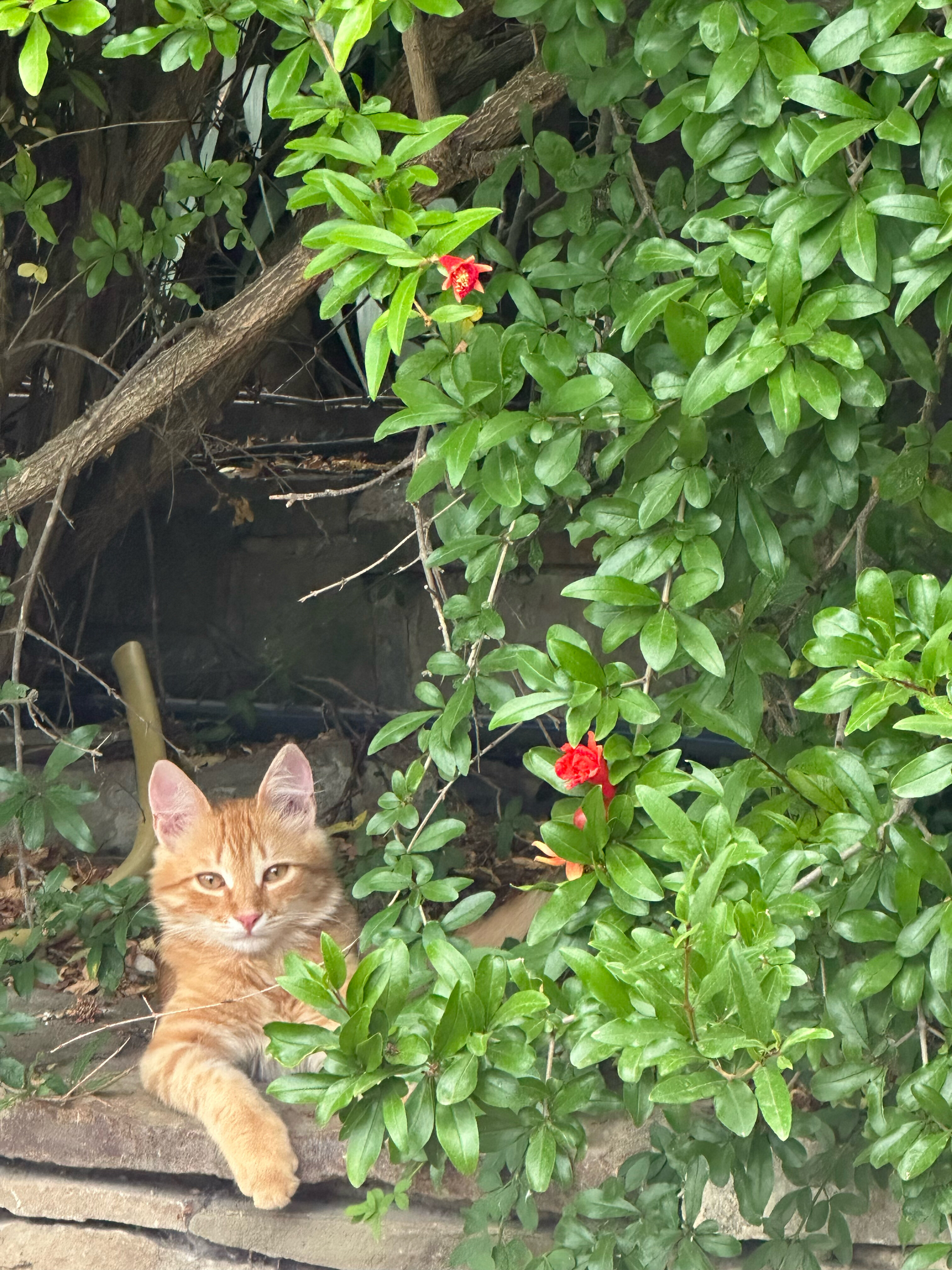 Фото Никитская Слобода