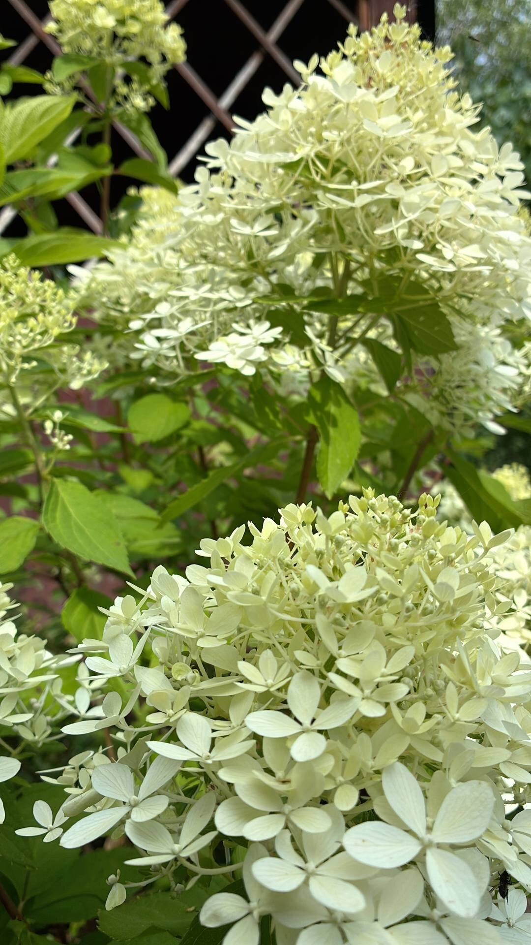 Фото Вилла Смородина