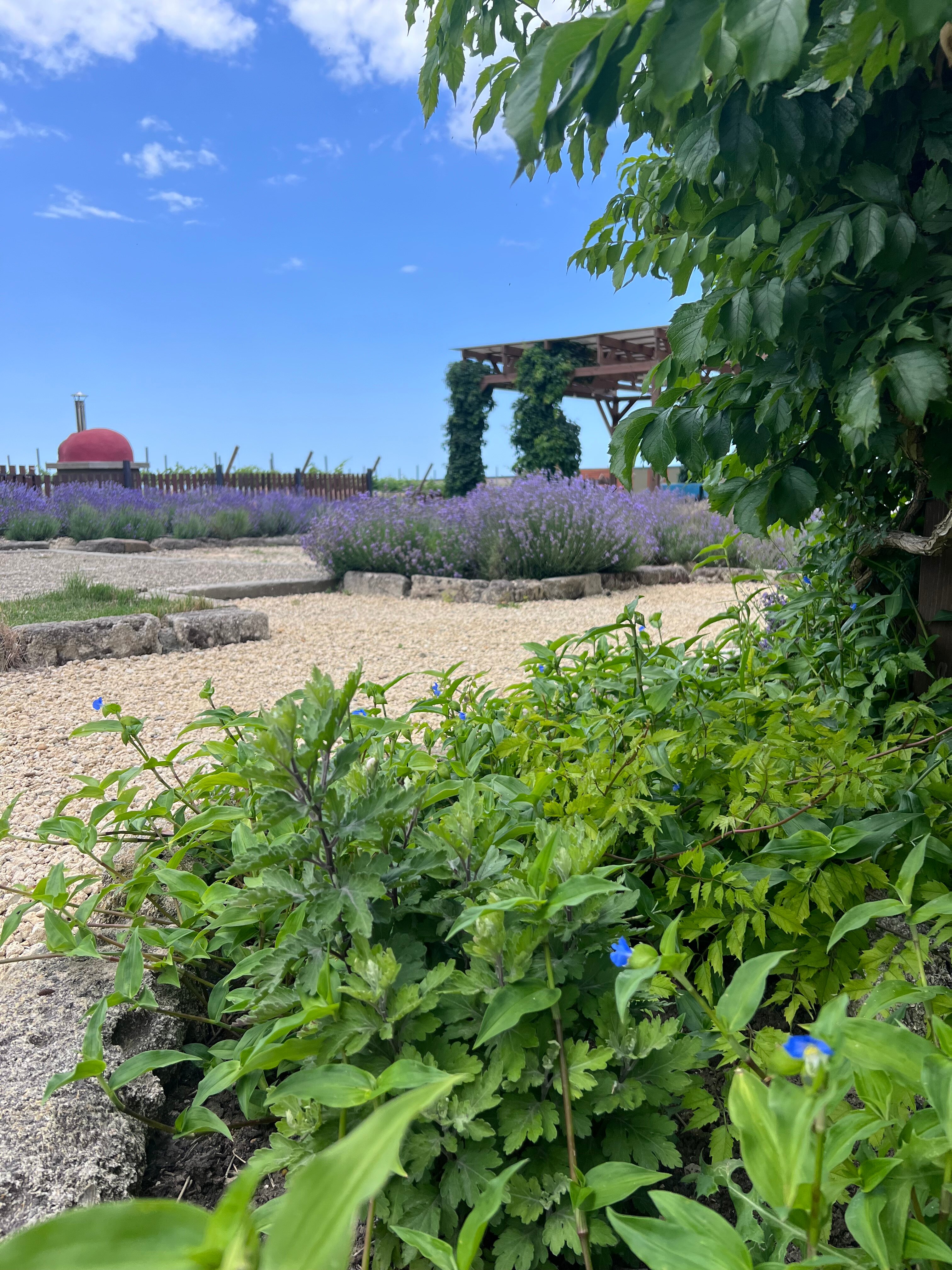 Фото Фридом