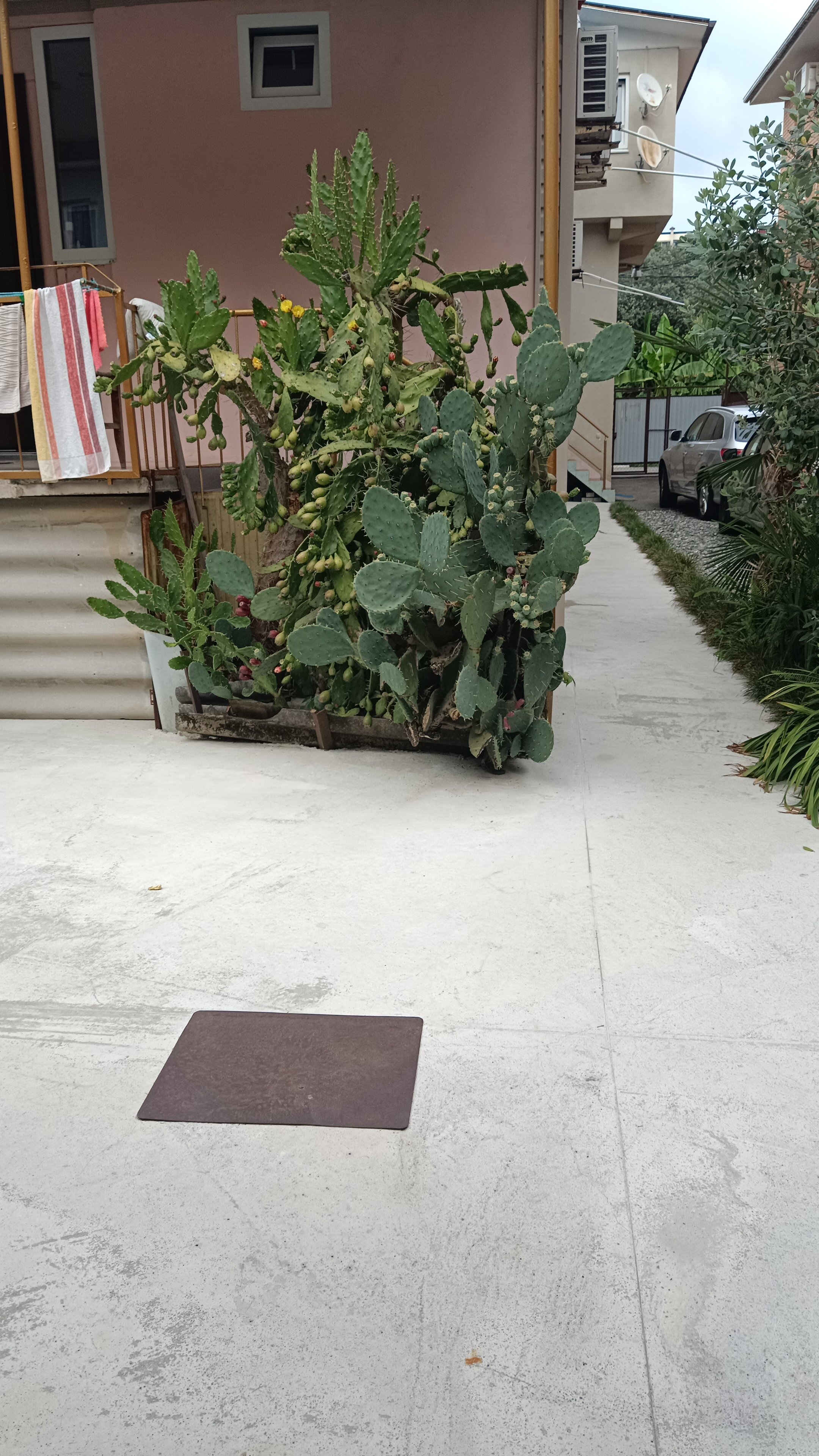 Фото Bamboo Garden