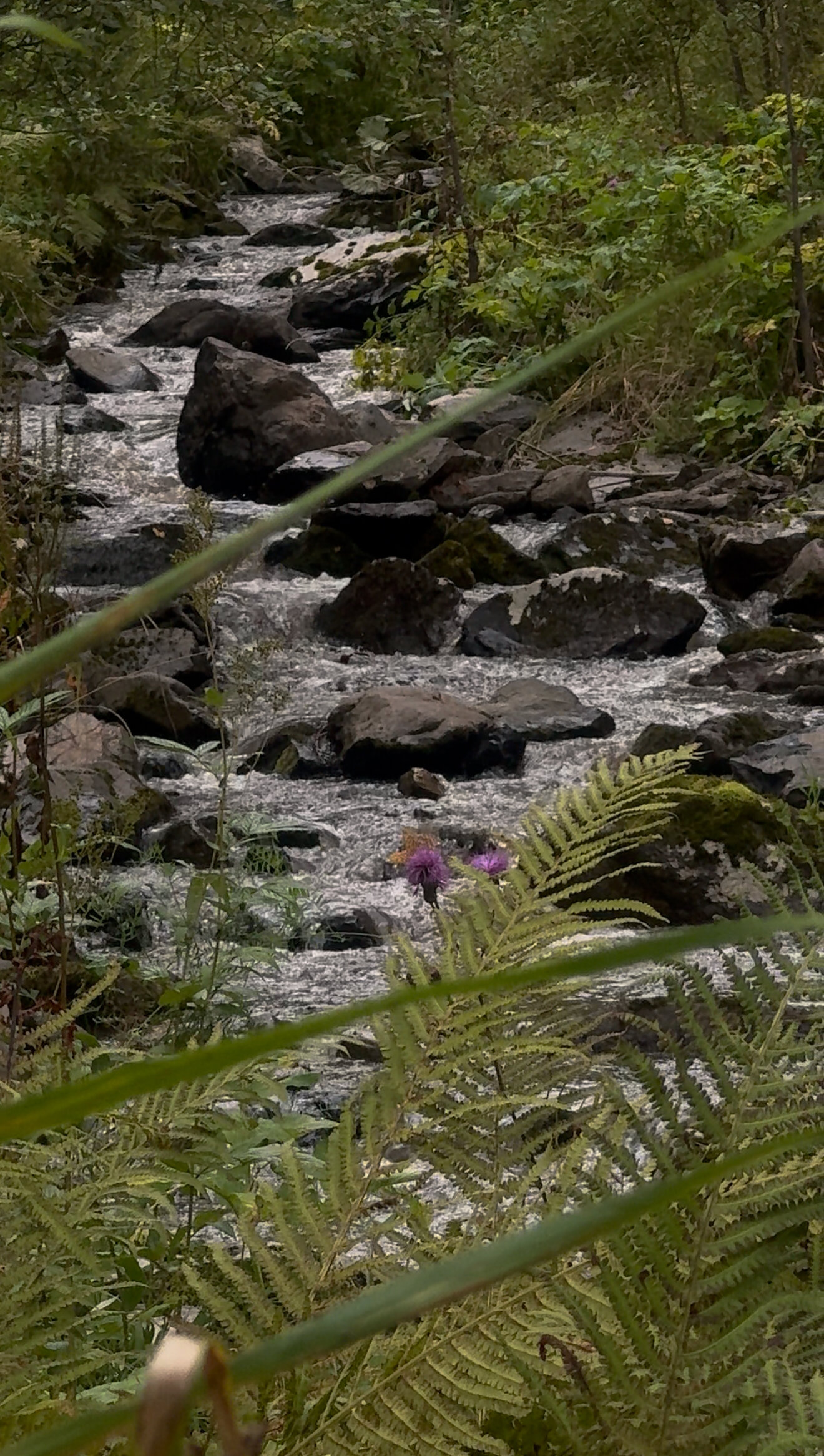 Фото Forest Green