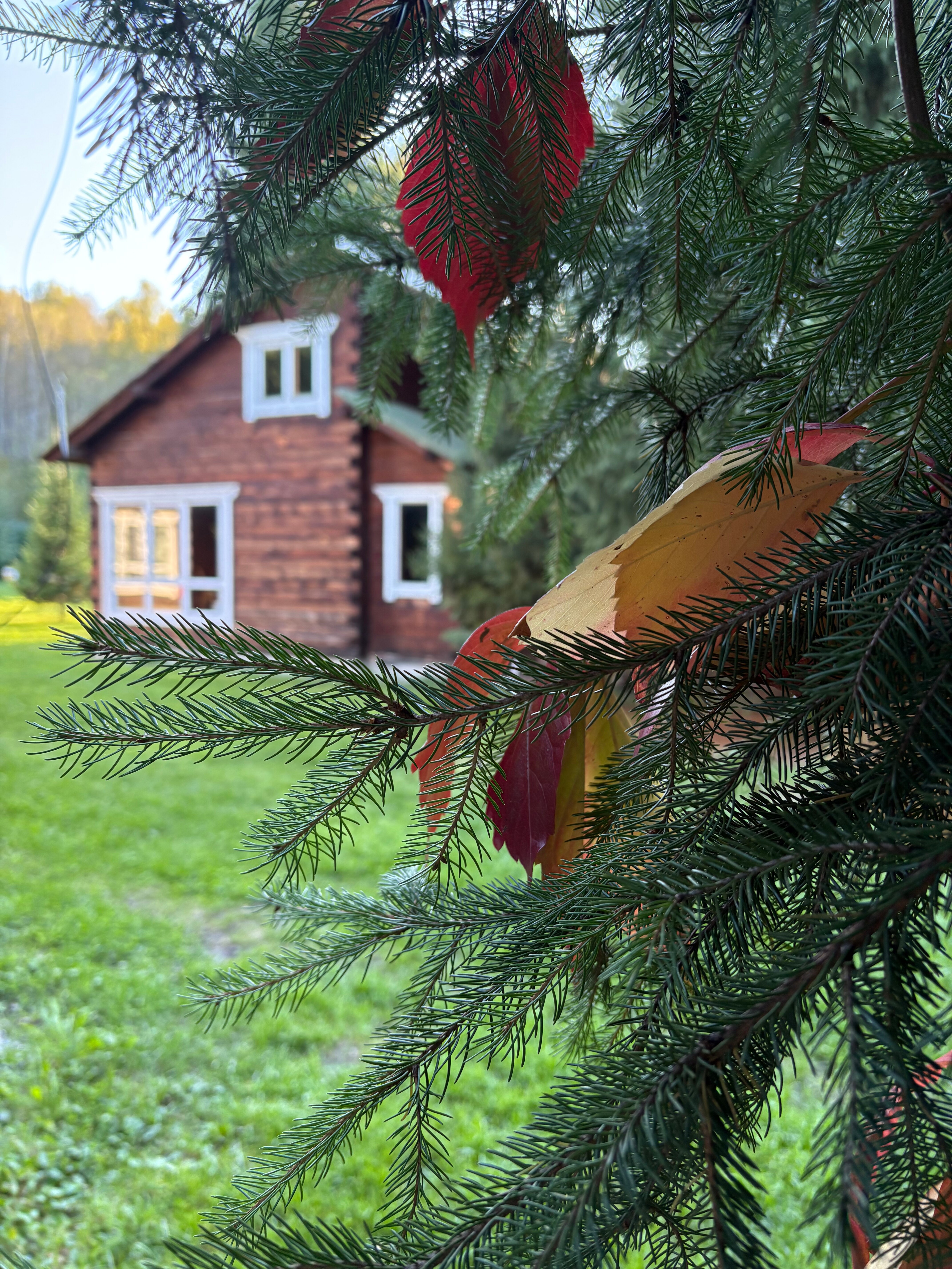 Фото Алтай rest