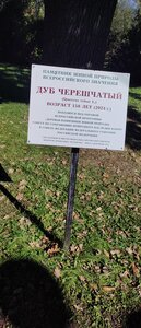 Дуб черешчатый (Tambov Region, Michurinsk), landmark, attraction