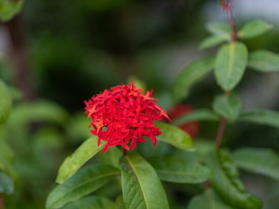 Фото Phka Kravan Boutique