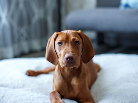 Фото Renaissance Los Angeles Airport Hotel