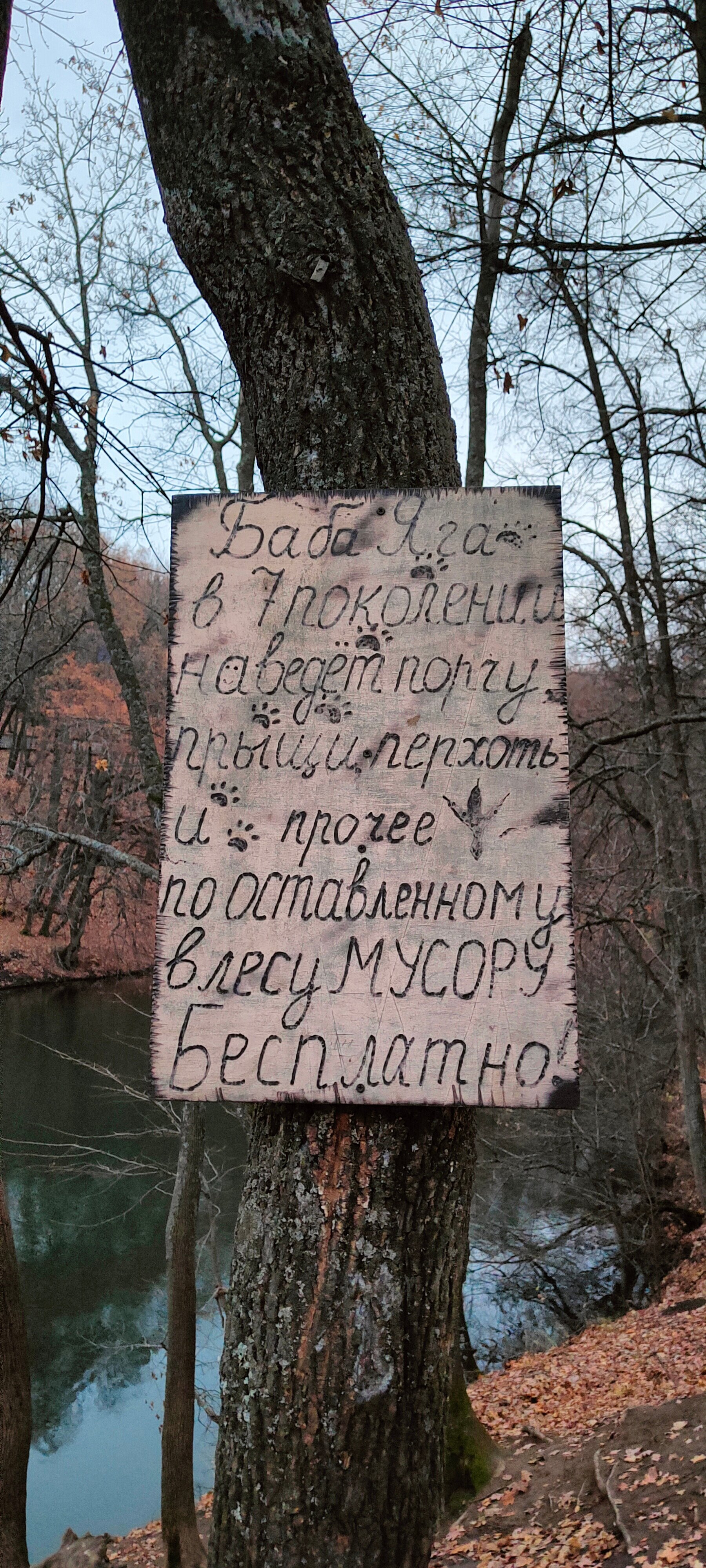 Фото В Лес Афрейм