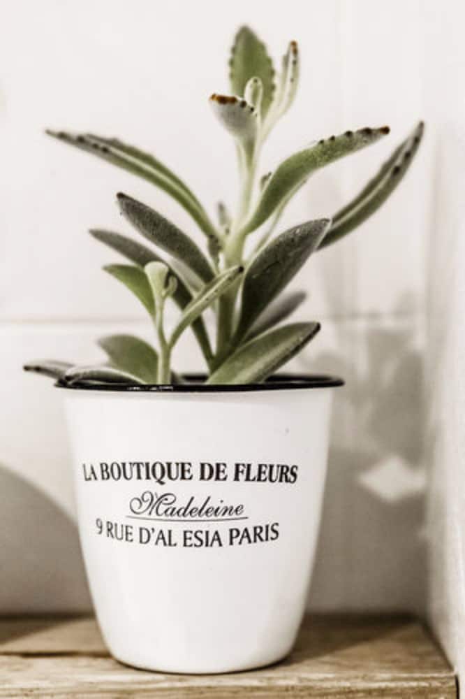 Фото Hotel Cervetta 5