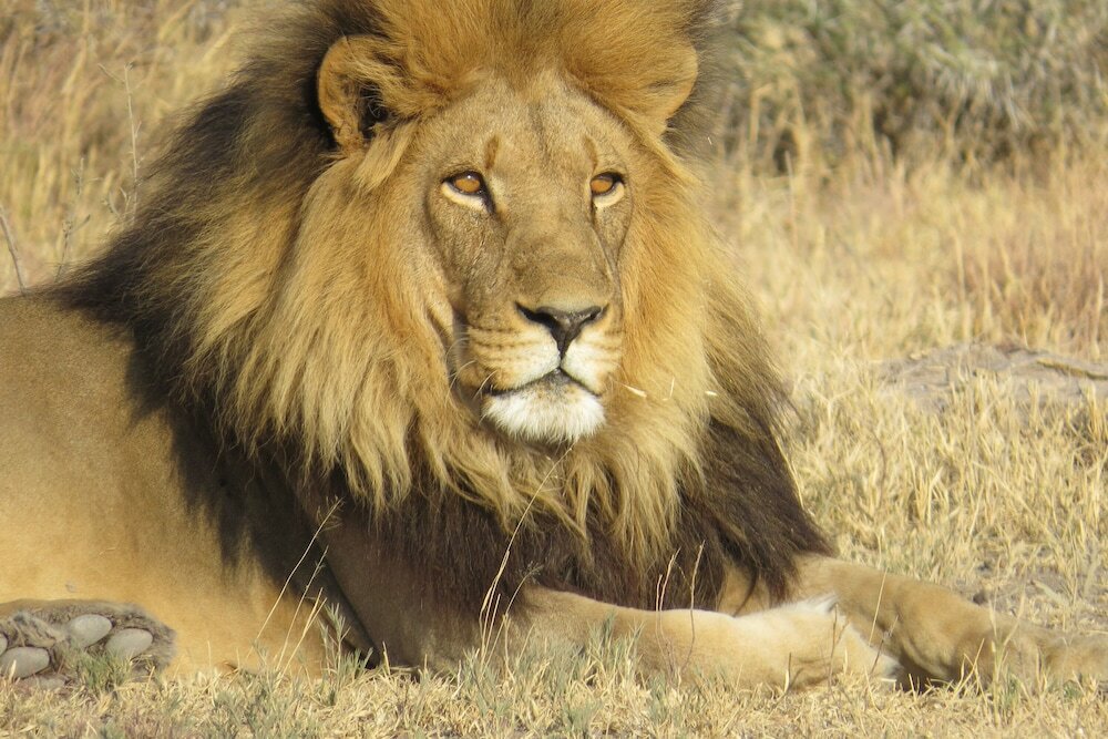 Фото Crocodile Bridge Safari Lodge