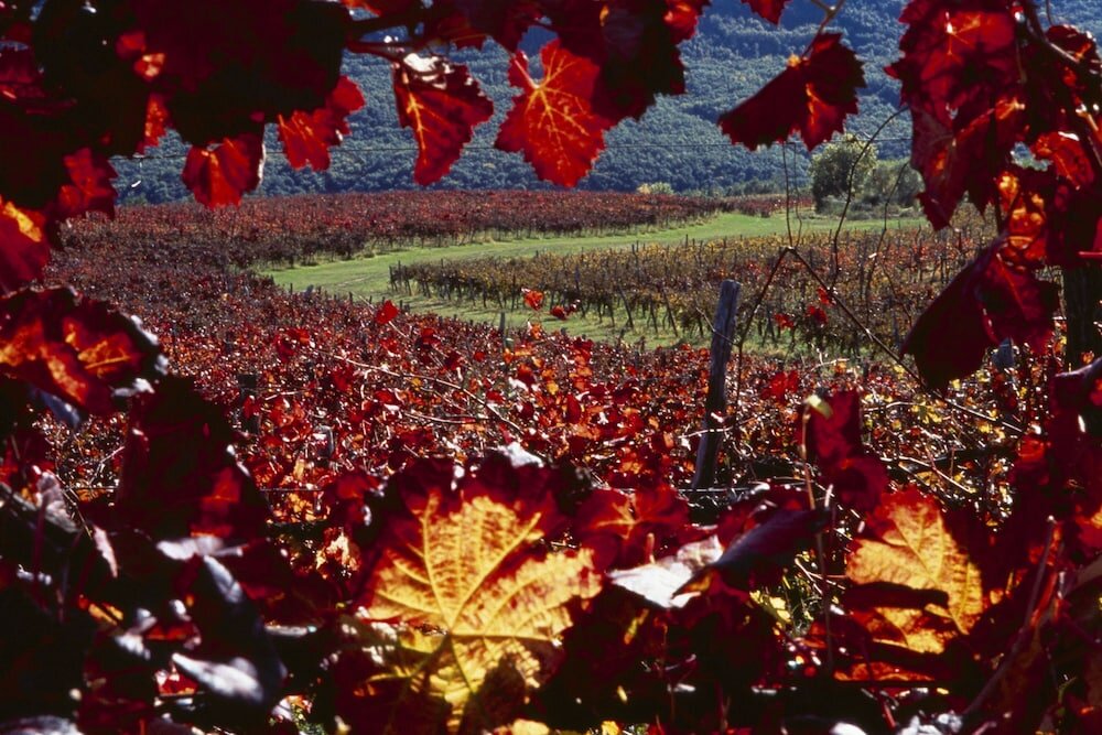 Фото Kempinski Palace Portoroz