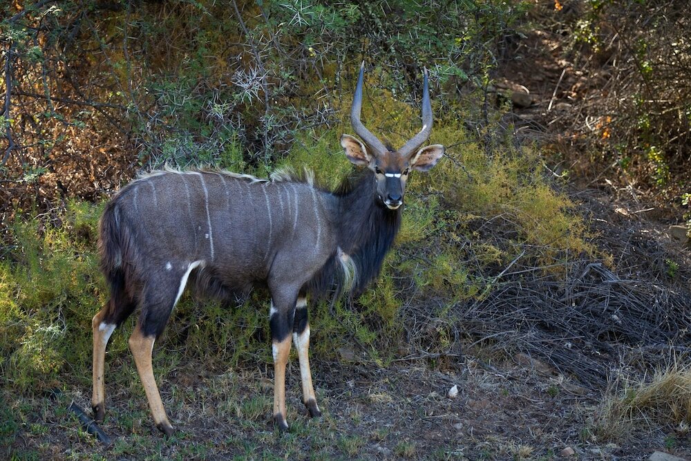 Фото Wildehondekloof