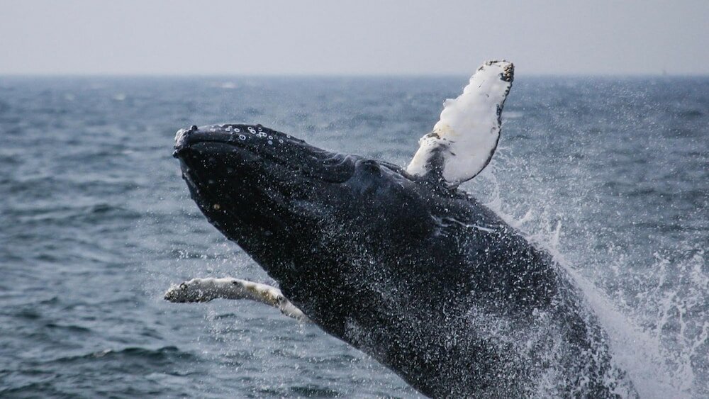 Фото Ocean House Hotel at Bass Rocks