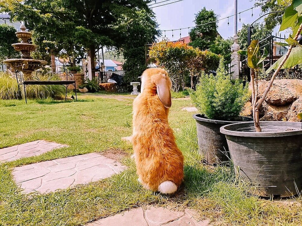 Фото The Castello Resort